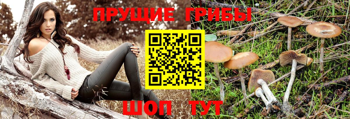 Псилоцибиновые грибы Psilocybe Кушва